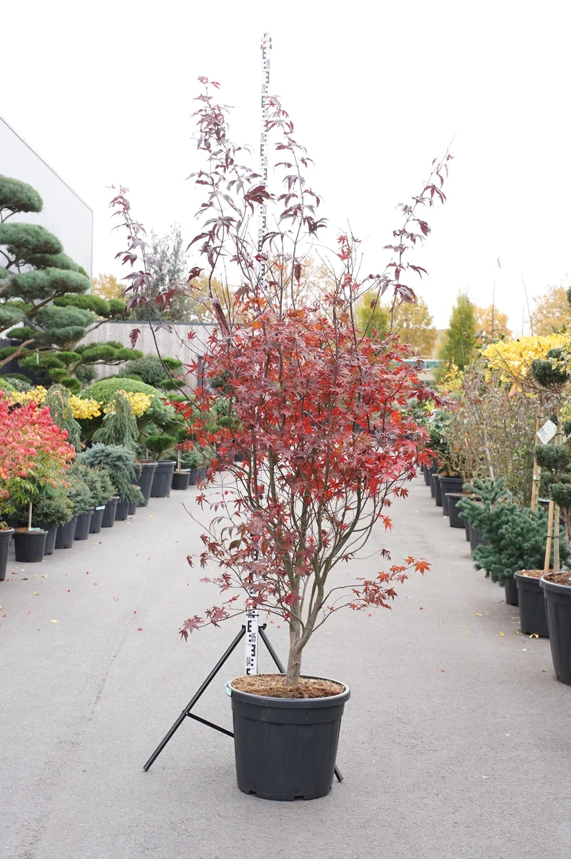Acer palmatum 'Bloodgood' C55 (55 liters kruka) 175-200 cm EXTRA