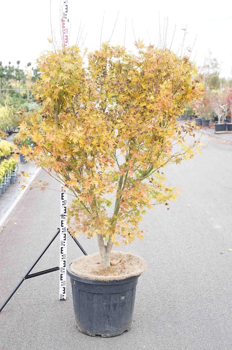 Acer palmatum 'Going Green' C50 (50 liters kruka) 150-175 cm EXTRA