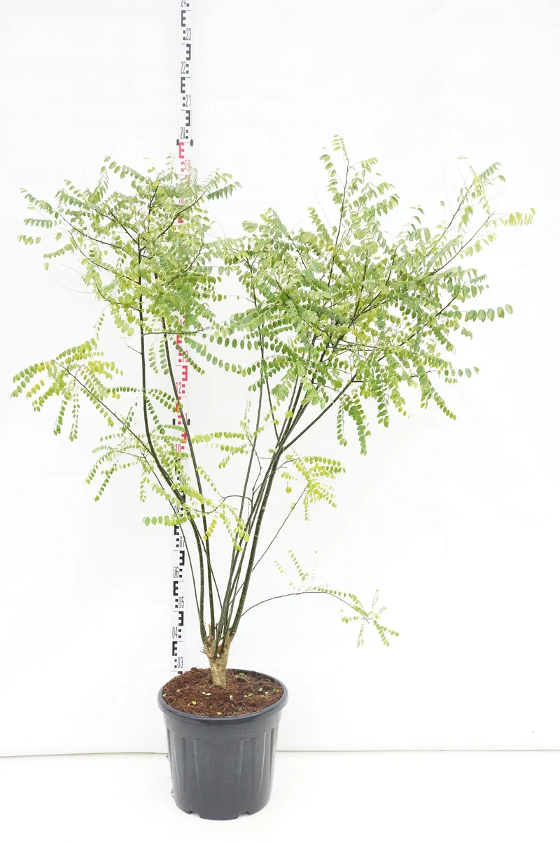 Styphnolobium japonicum C30 (30 liters kruka) 175-200 cm Extra