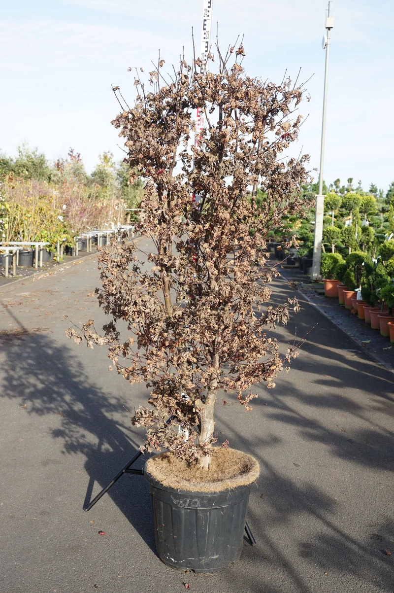 Acer palmatum 'Twombly's Red Sentinel' C50 (50 liters kruka) 175-200 cm EXTRA