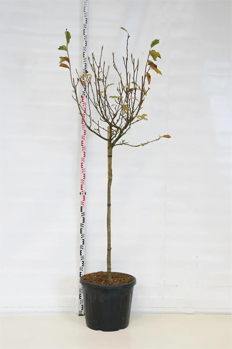 Magnolia soulangeana 120 cm stam, C55 (55 liters kruka) Solitär
