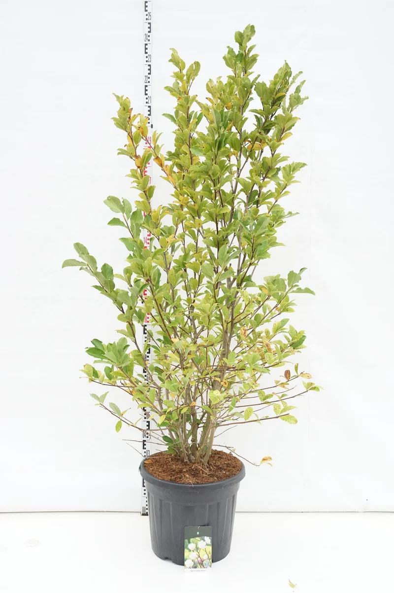 Magnolia loebneri 'Wildcat' C55 (55 liters kruka) 175-200 cm Extra