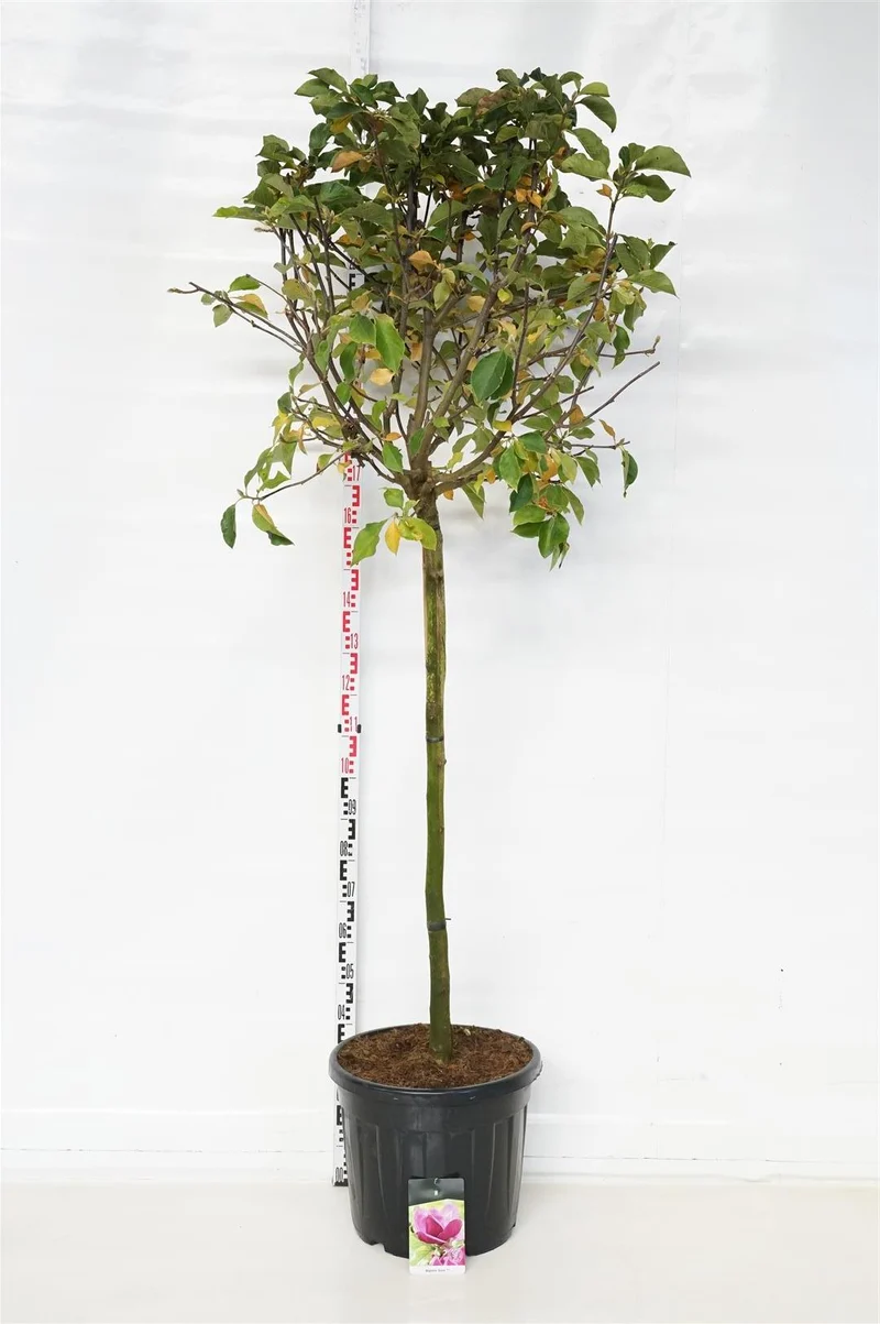 Magnolia 'Genie' 120 cm stam C55 (55 liters kruka) Solitär