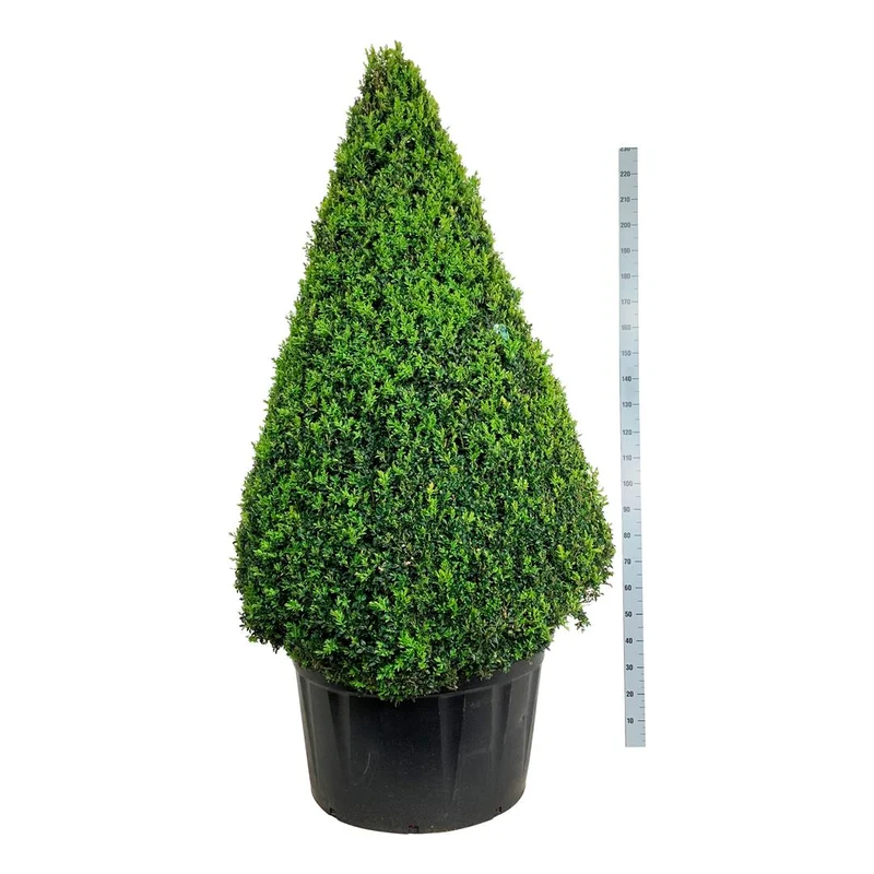Buxus sempervirens kägelformad 175-200 cm C290 (290 liters kruka)