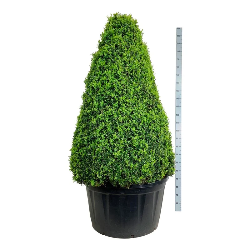 Buxus sempervirens 150-175 cm pyramid C285 (285 liters kruka)