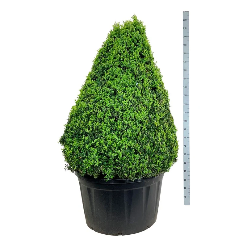 Buxus sempervirens 125-150 cm kägla C285 (285 liters kruka)