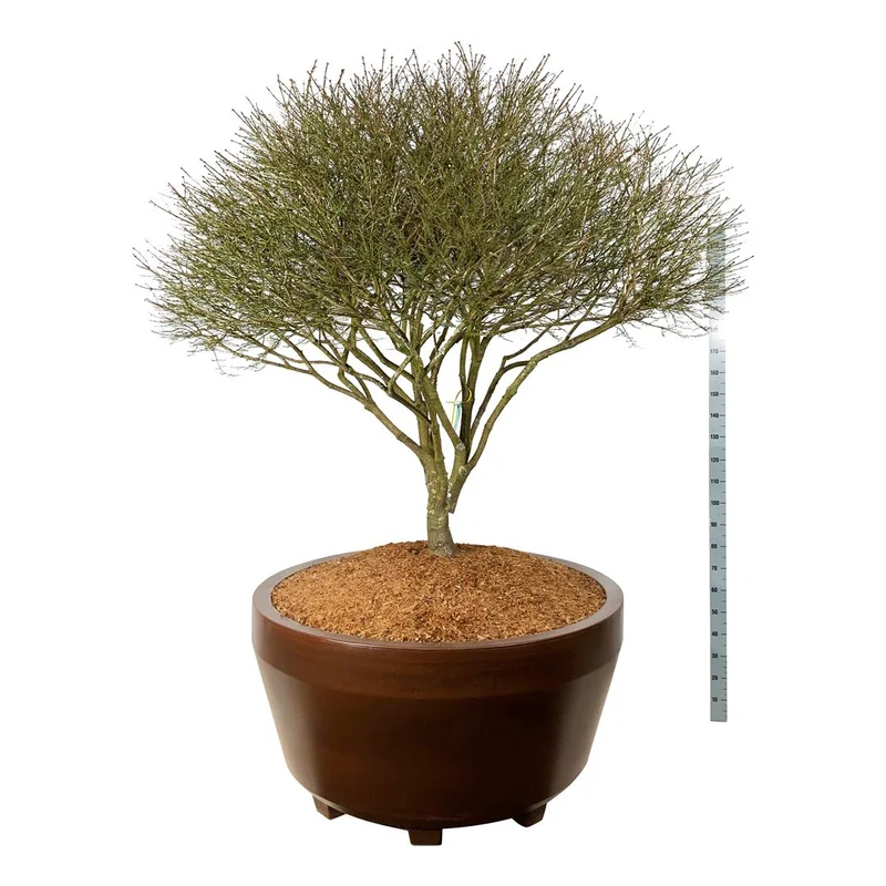 Euonymus alatus 'Compactus' Skärm 175-200 cm C800 (800 liters kruka)