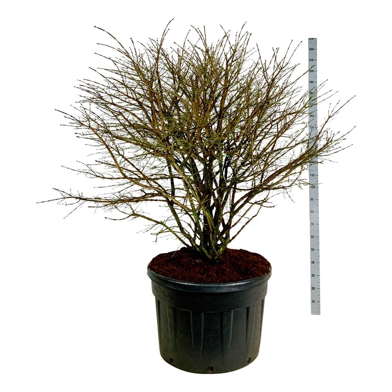 Euonymus alatus C230 (230 liters kruka) 150-175 cm Solitär