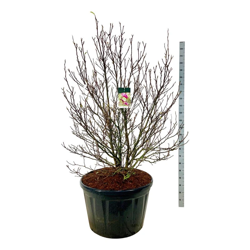Magnolia 'Susan' C230 (230 liters kruka) 175-200 cm solitär