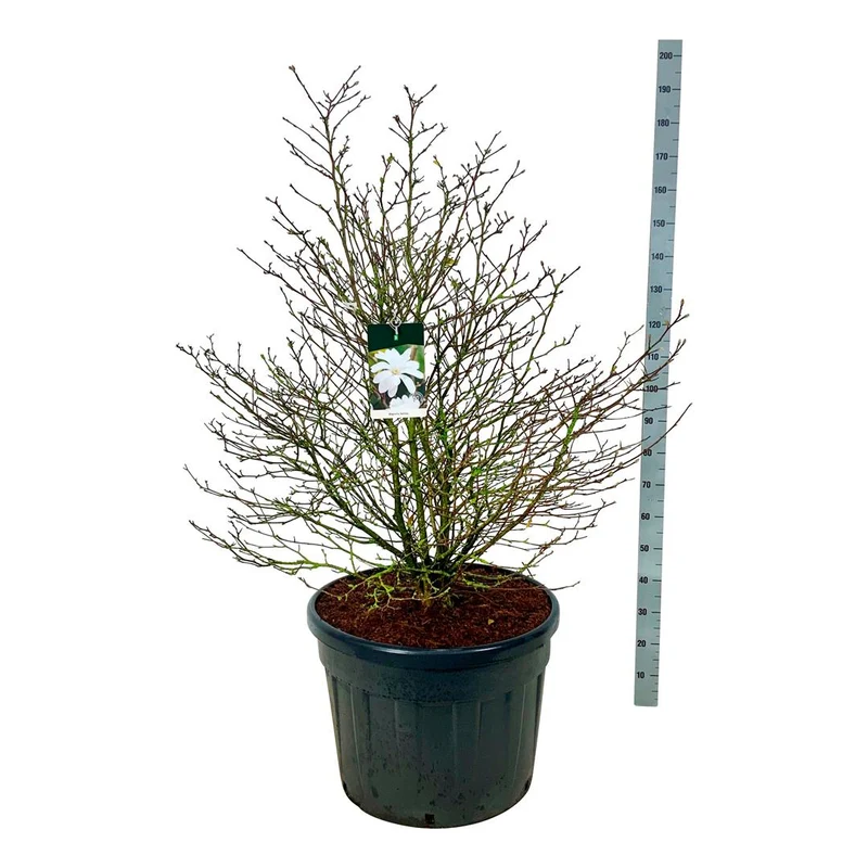 Magnolia stellata C130 (130 liters kruka) 125-150 cm Solitär