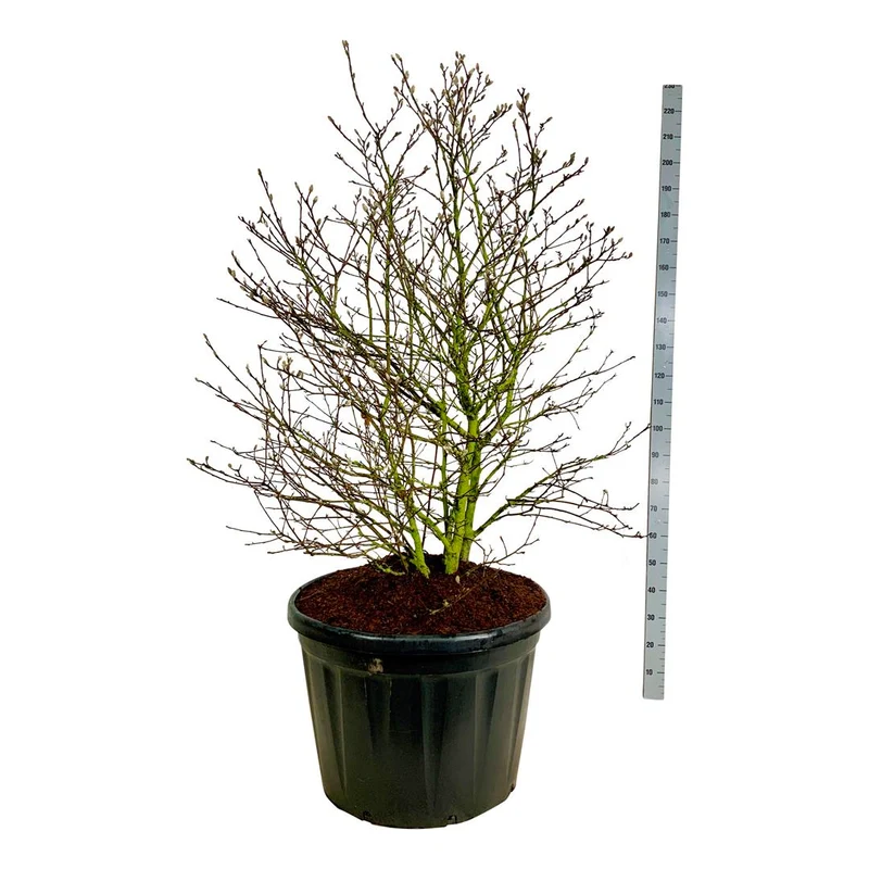 Magnolia stellata C180 (180 liters kruka) 150-175 cm Solitär