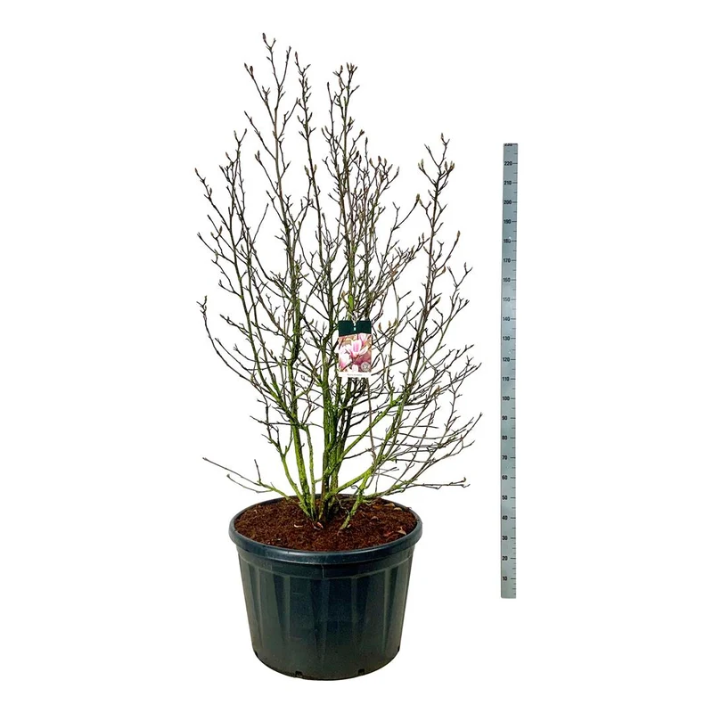 Magnolia soulangeana C230 (230 liters kruka) 200-225 cm solitär