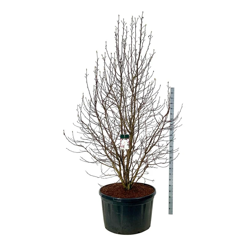 Magnolia loebneri 'Merrill' C285 (285 liters kruka) 250-300 cm