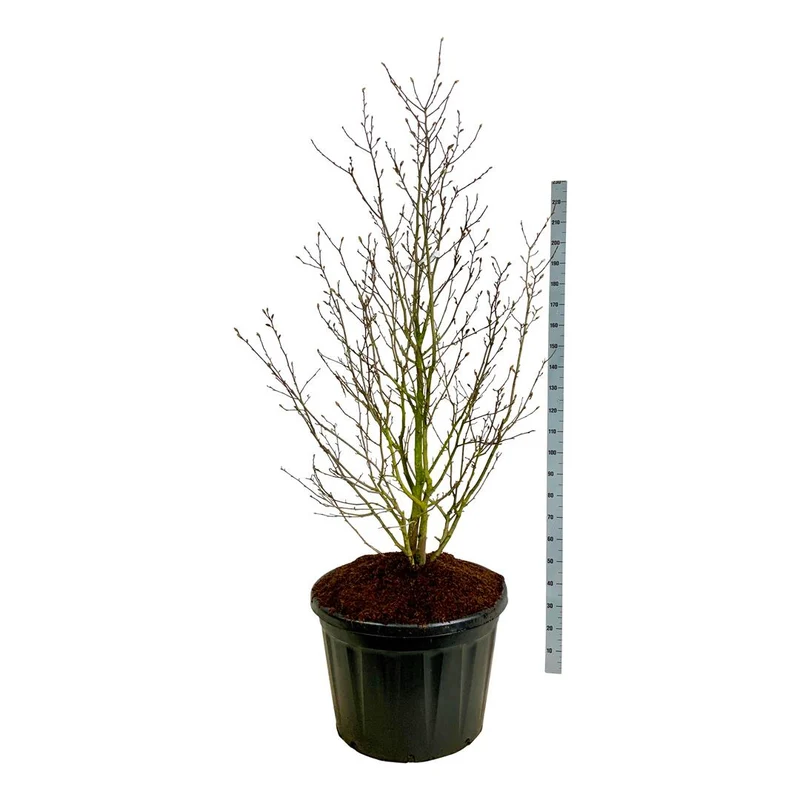 Magnolia loebneri 'Merrill' 175-200 cm C180 (180 liters kruka) Solitär