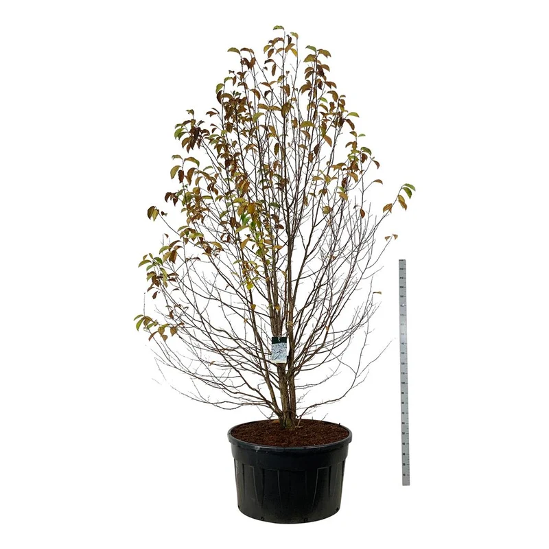 Magnolia kobus 300-350 cm C500 (500 liters kruka) Solitär