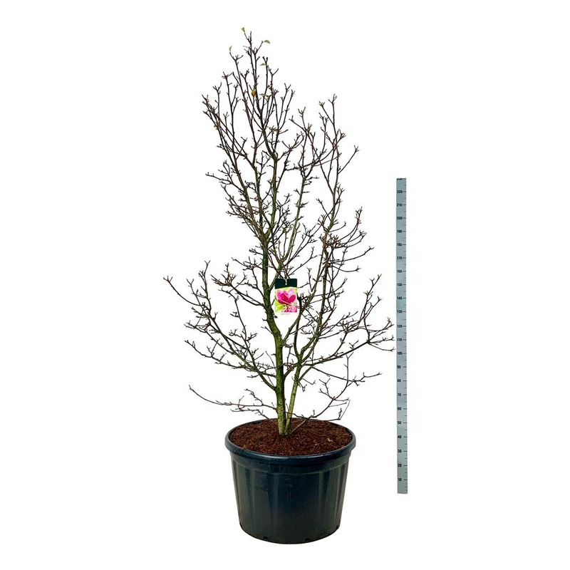 Magnolia 'Genie' C230 (230 liters kruka) 225-250 cm Solitär