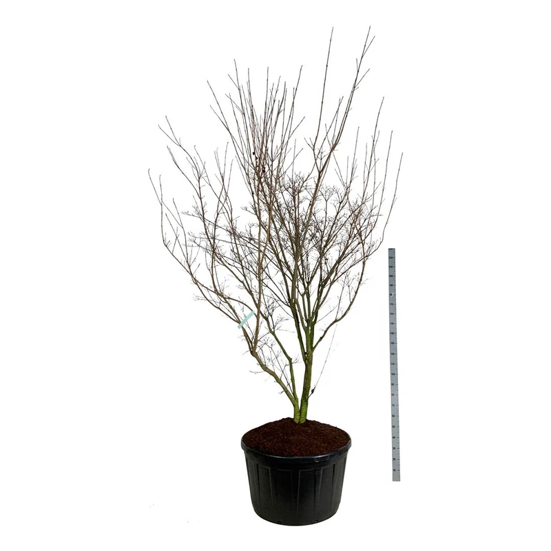 Cornus kousa 'Weisse Fontaine' C285 (285 liters kruka) 250-300 cm solitär