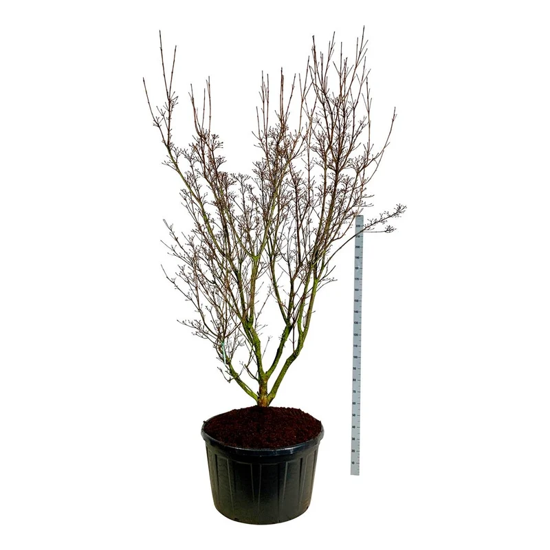 Cornus kousa 'Schmetterling' C285 (285 liters kruka) 225-250 cm Solitär