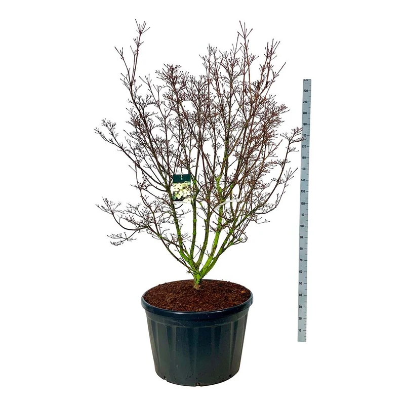 Cornus kousa 'Schmetterling' C230 (230 liters kruka) 175-200 cm Solitär