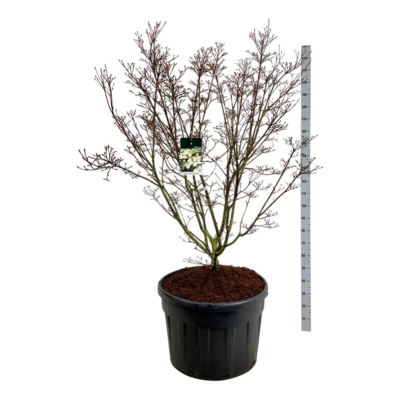 Cornus kousa 'Schmetterling' C180 (180 liters kruka) 150-175 cm Solitär