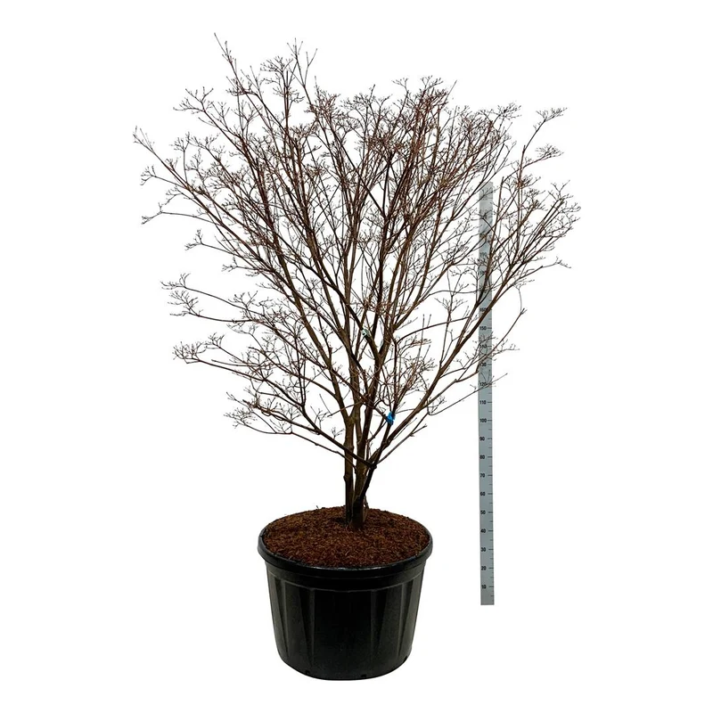 Cornus kousa 'Milky Way' C230 (230 liters kruka) 200-225 cm solitär