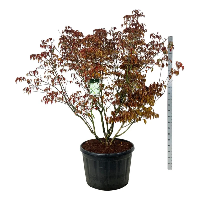 Cornus kousa 'Milky Way' 175-200 cm C230 (230 liters kruka) Solitär