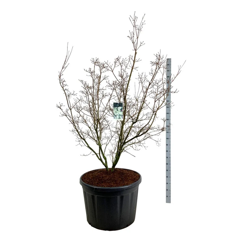 Cornus kousa 'China Girl' C230 (230 liters kruka) 200-225 cm solitär