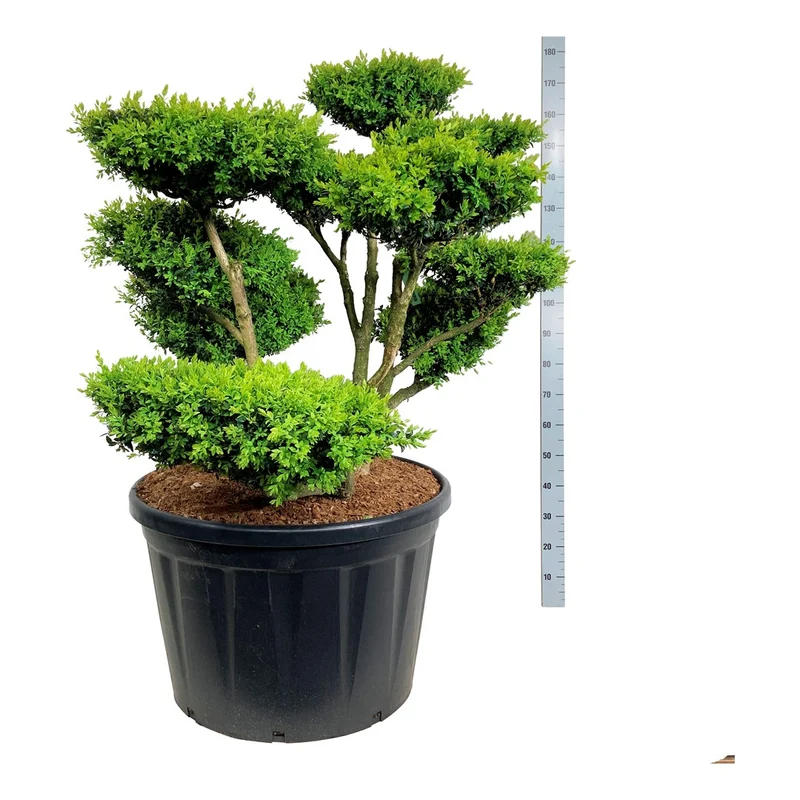 Buxus sempervirens Bonsai 150-175 cm C230 (230 liters kruka)
