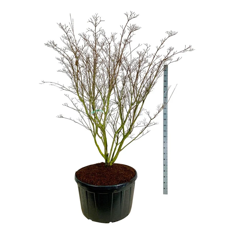 Cornus kousa 'Weisse Fontaine' C285 (285 liters kruka) 225-250 cm Solitär