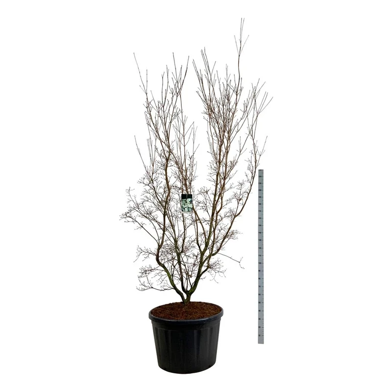 Cornus kousa 'China Girl' 225-250 cm C230 (230 liters kruka) Solitär