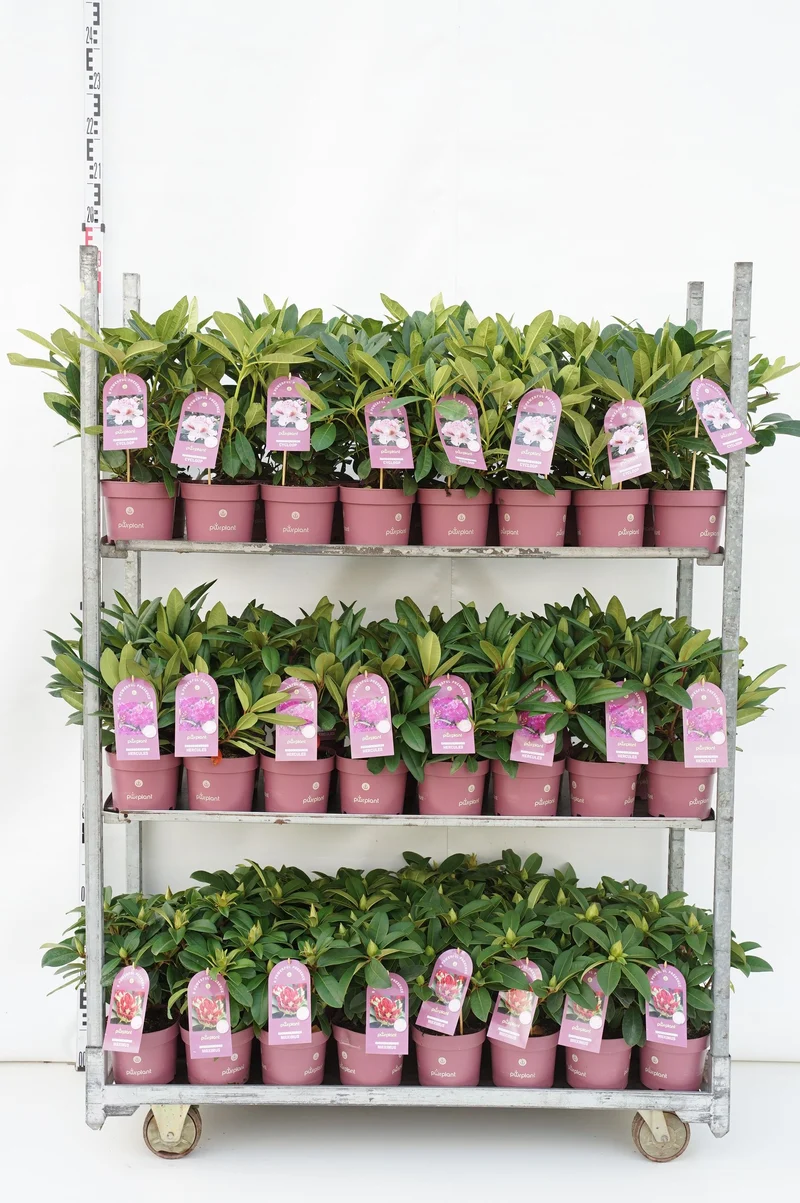 Rhododendron, blandade sorter 30-35 cm, C2 (2 liters kruka)