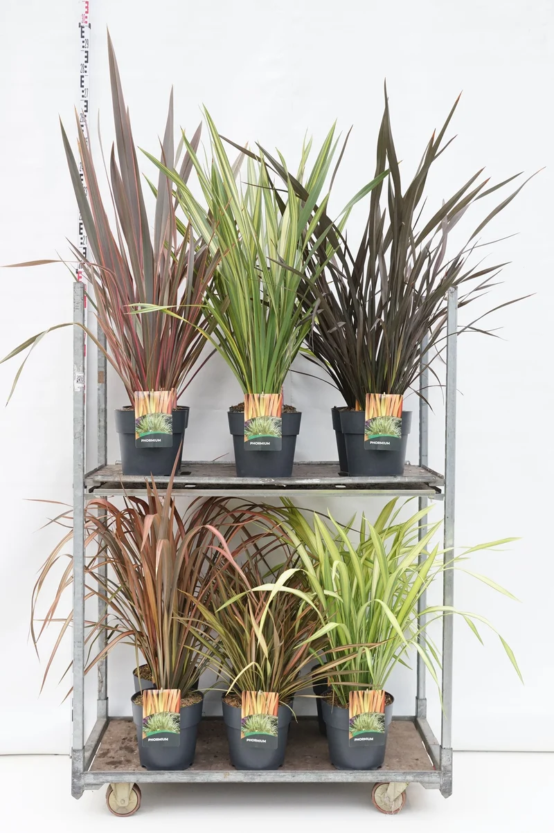 Phormium i sorter C10 (10 liters kruka)