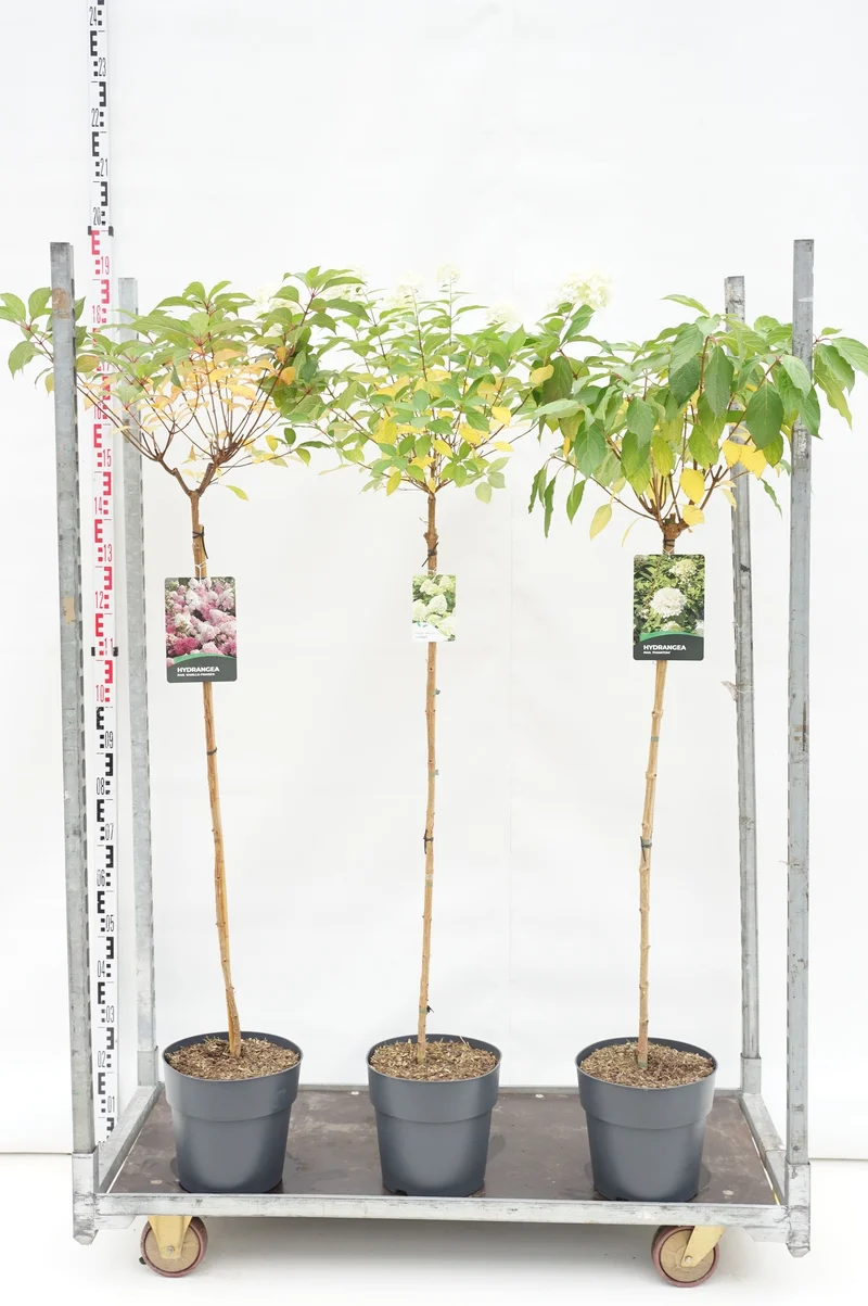 Vipphortensia (Hydrangea paniculata) i sorter, 100 cm stam, C10 (10 liters kruka)