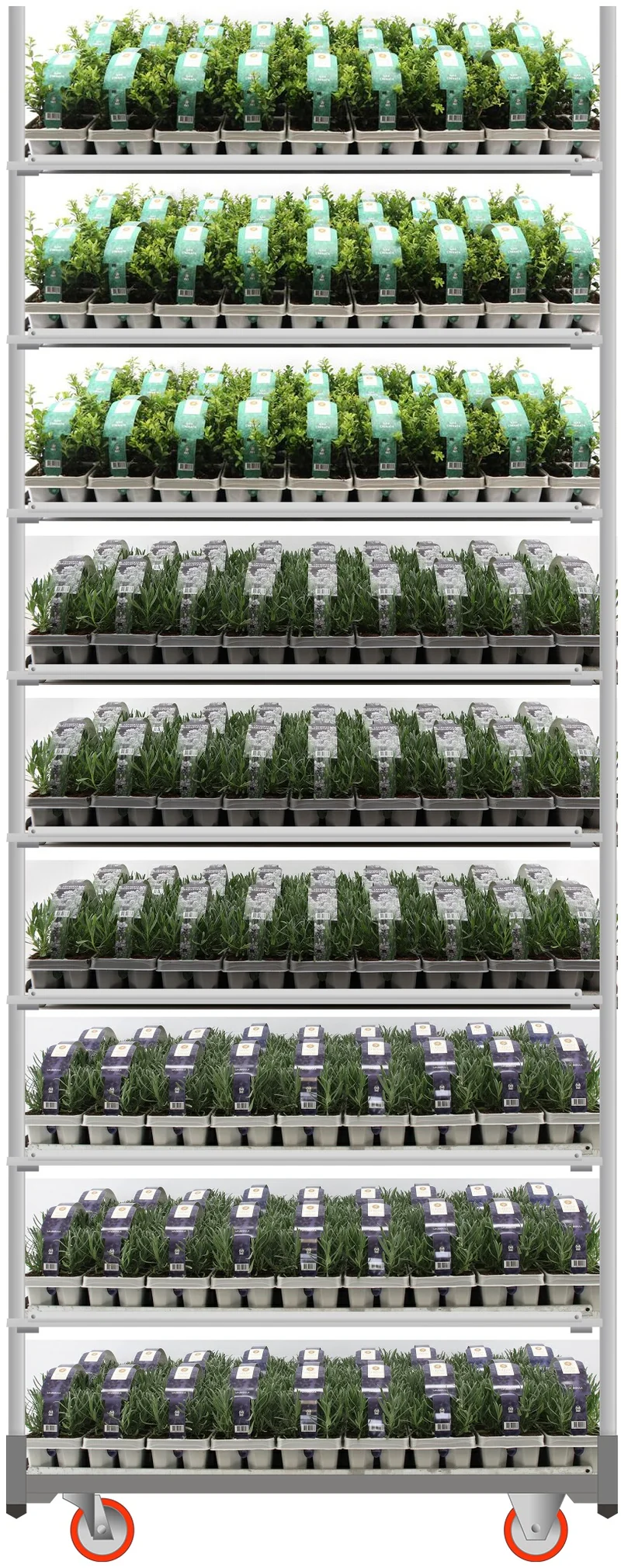 Buskmix i sorter 6-pack