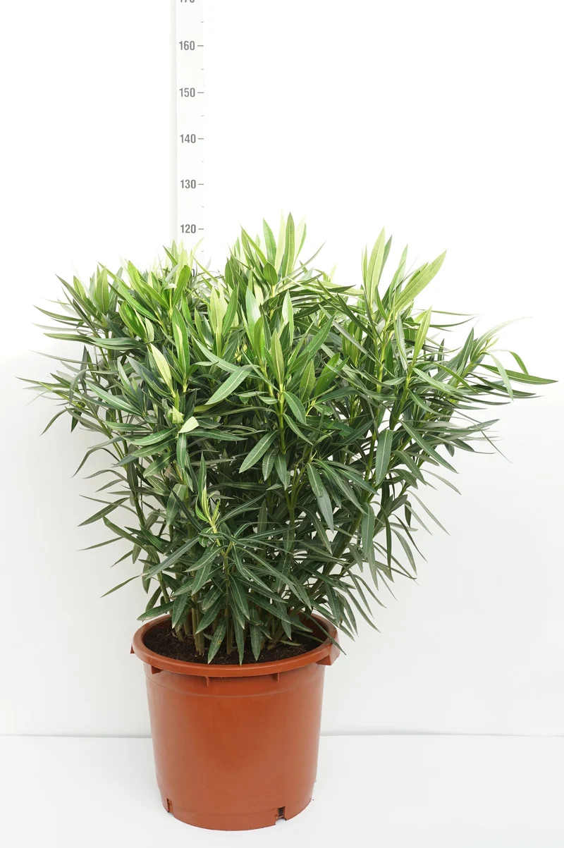 Nerium oleander (vit) C35 (35 liters kruka) 100-125 cm