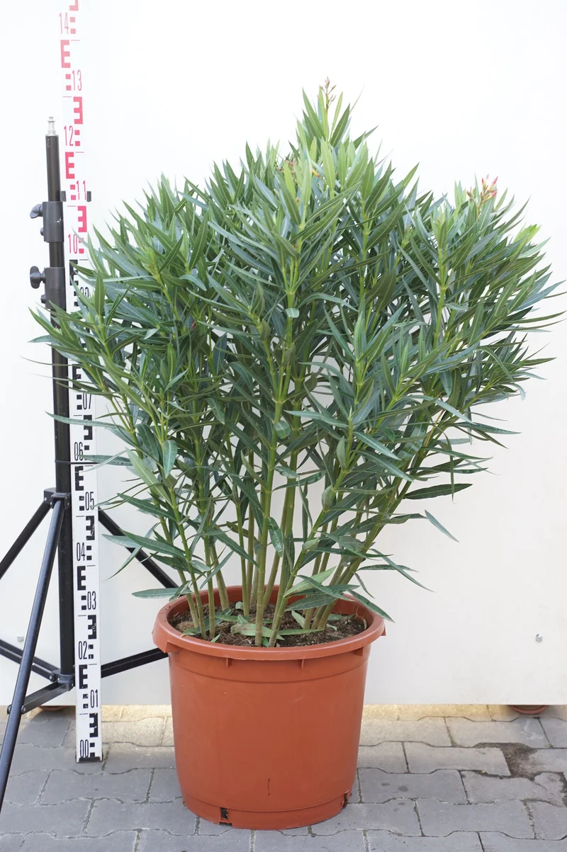 Nerium oleander (rosa) C35 (35 liters kruka) 100-125 cm