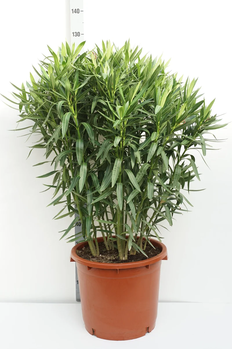 Nerium oleander (röd) C35 (35 liters kruka) 100-125 cm