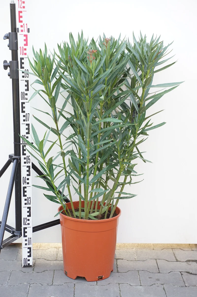 Nerium oleander (rosa) C15 (15 liters kruka) 80-100 cm