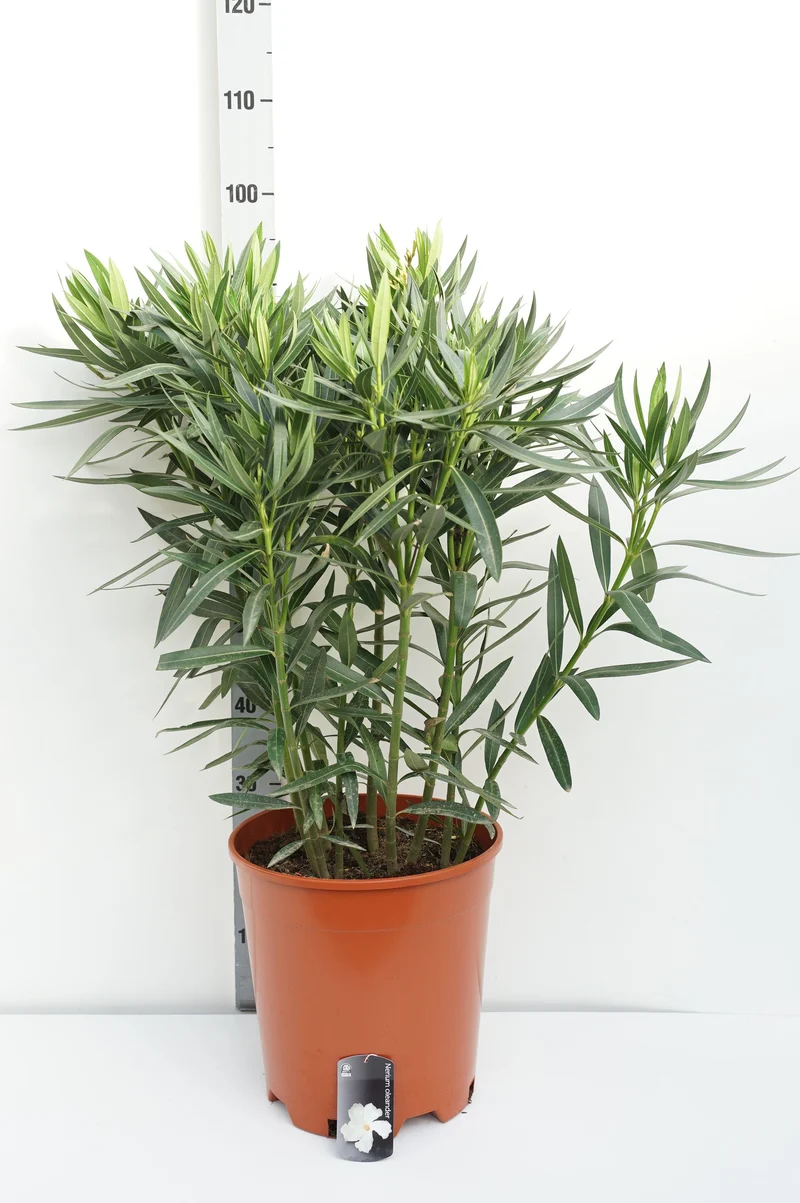 Nerium oleander (vit) C15 (15 liters kruka) 80-100 cm