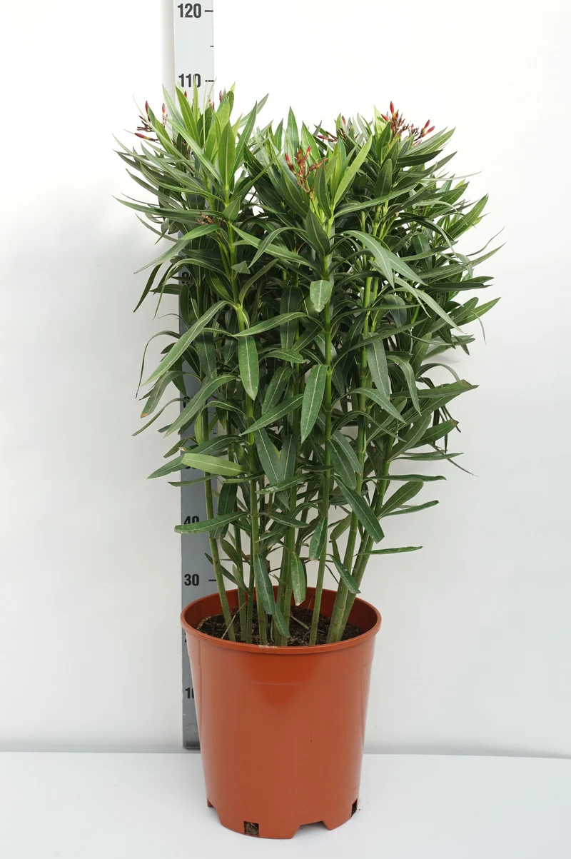 Nerium oleander (röd) C15 (15 liters kruka) 80-100 cm