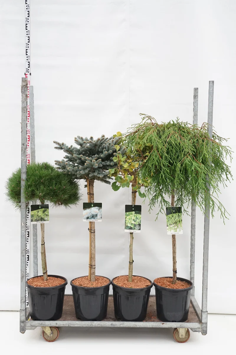 Mixade barrväxter på stam (Ginkgo, Picea, Pinus, Thuja)