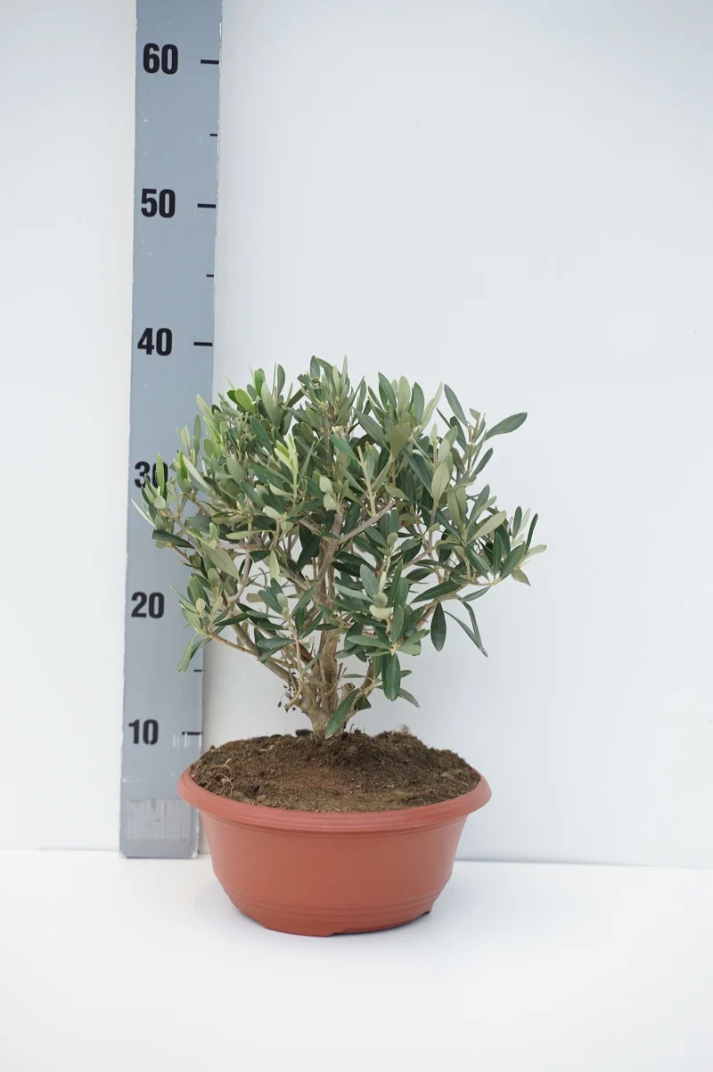 Olea europaea C5 (5 liters kruka) DECO
