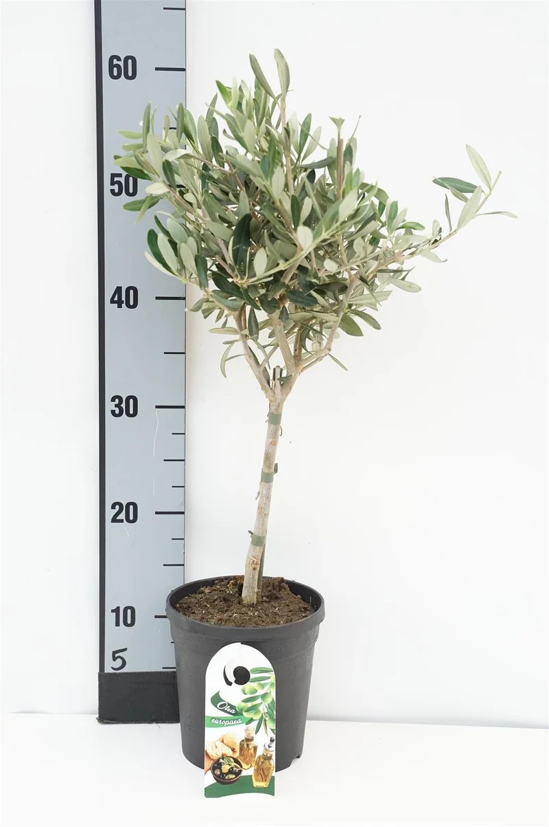 Olea europaea 20 cm stam - C1,5 (1,5 liters kruka) / 15 cm kruka