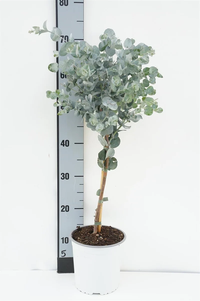 Eucalyptus gunnii 30 cm stam C2 (2 liters kruka)