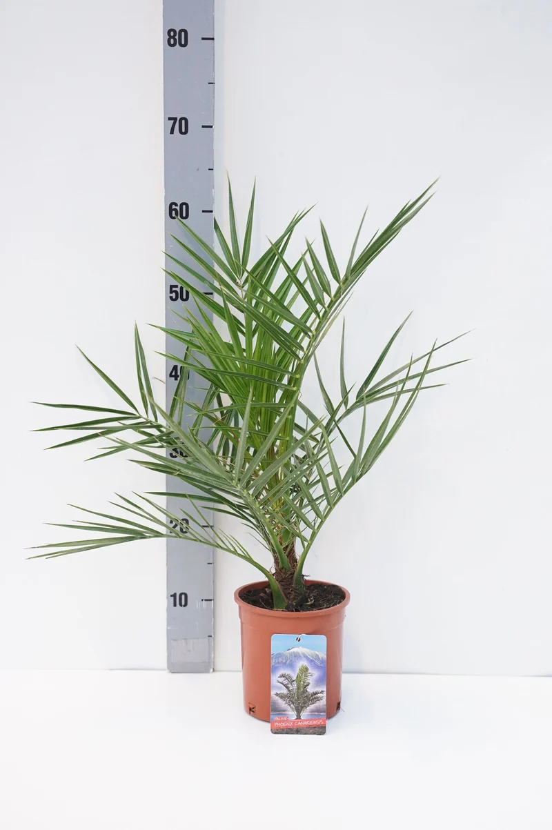 Phoenix canariensis C1,5 (1,5 liters kruka) 30-40 cm