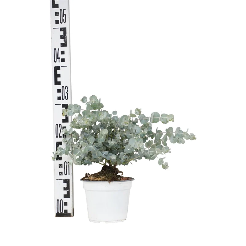 Eucalyptus gunnii C1,5 (1,5 liters kruka) 25-30 cm