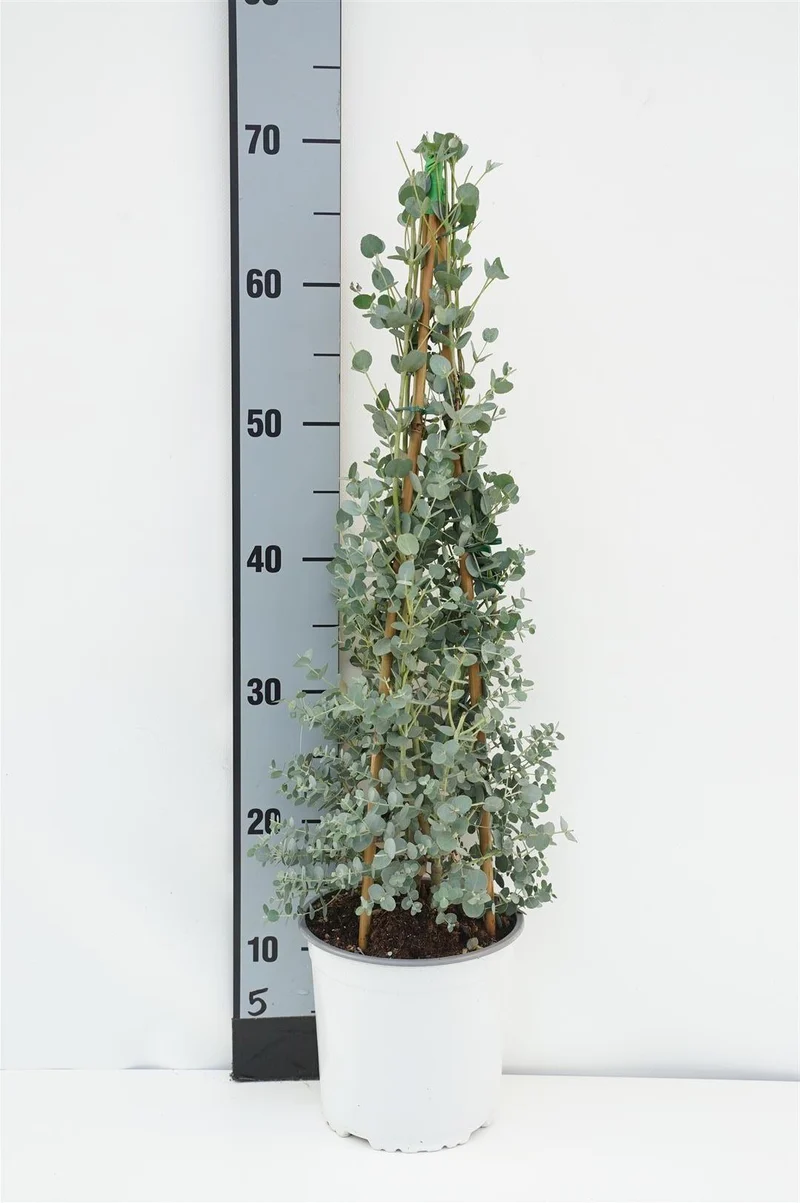 Eucalyptus gunnii 60+ cm pyramid C2 (2 liters kruka) / 17 cm kruka