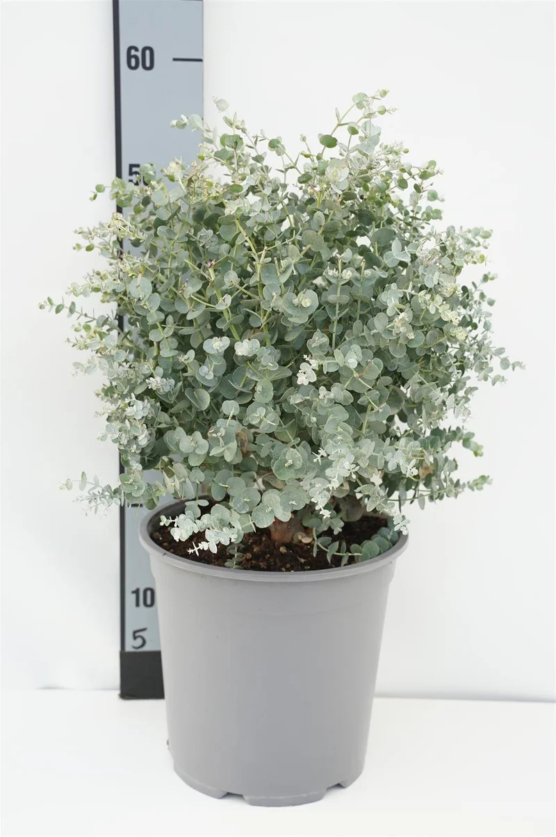 Eucalyptus gunnii C7 (7 liters kruka) 40 cm