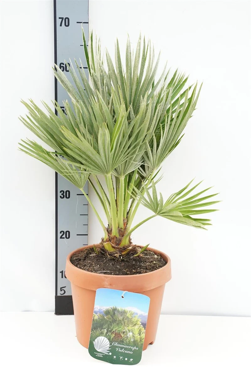 Chamaerops humilis 'Vulcano' C4,5 (4,5 liters kruka) / 22 cm kruka 30-40 cm