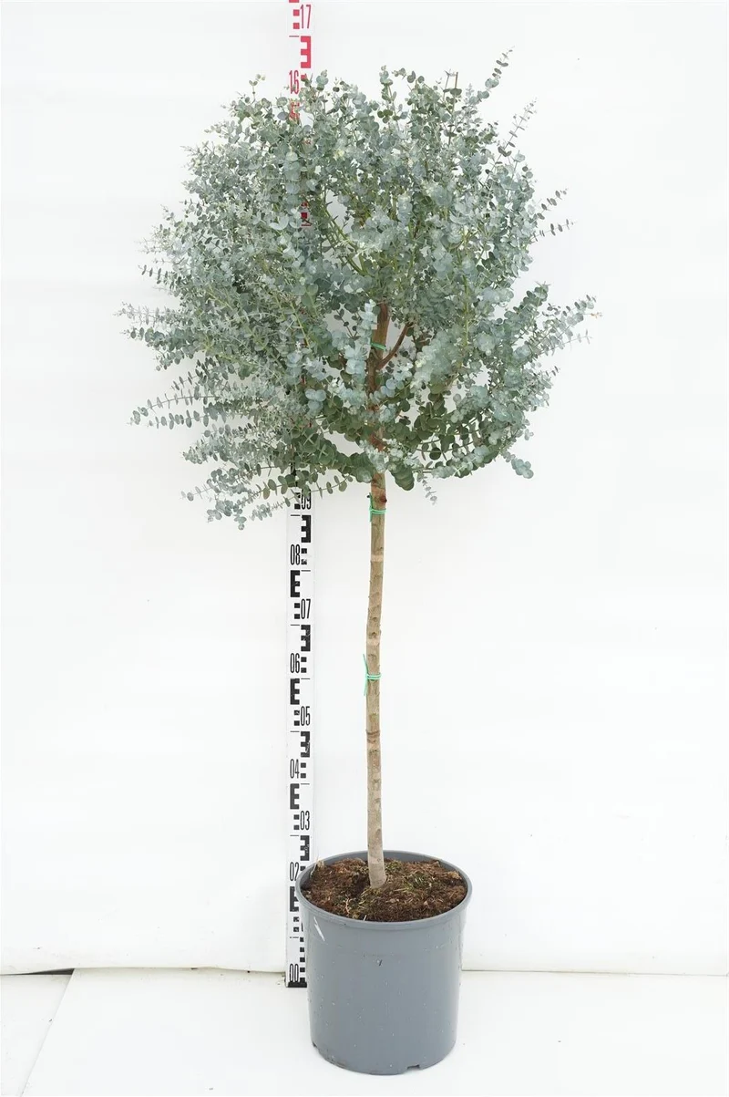 Eucalyptus gunnii 60 cm stam C18 (18 liters kruka)